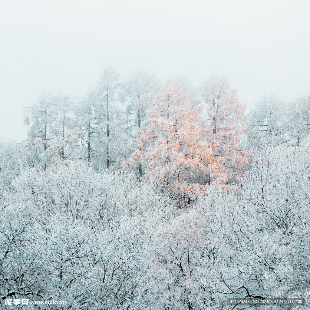雪景