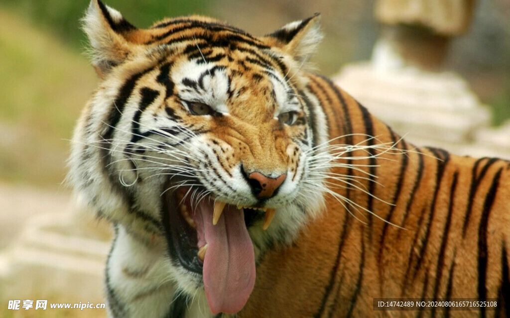 老虎