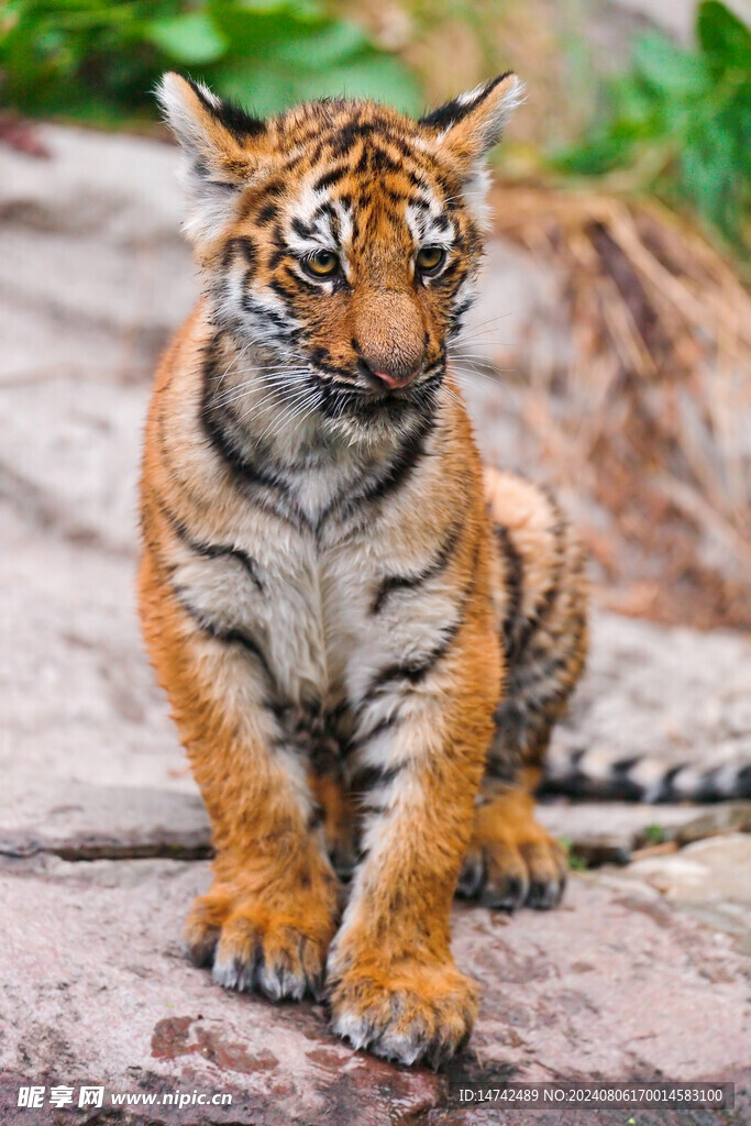 老虎