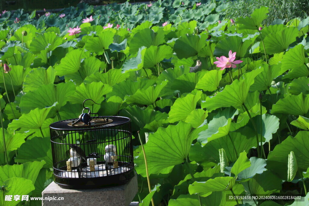 荷花荷叶 