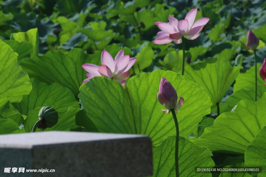 荷花荷叶  