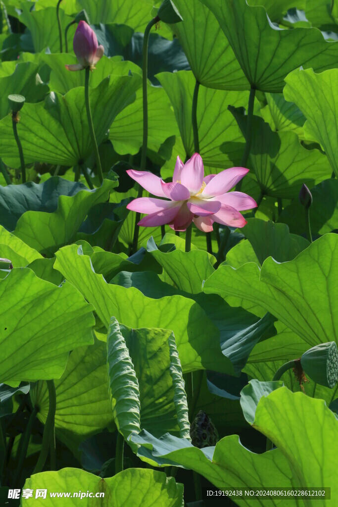 荷花荷叶  