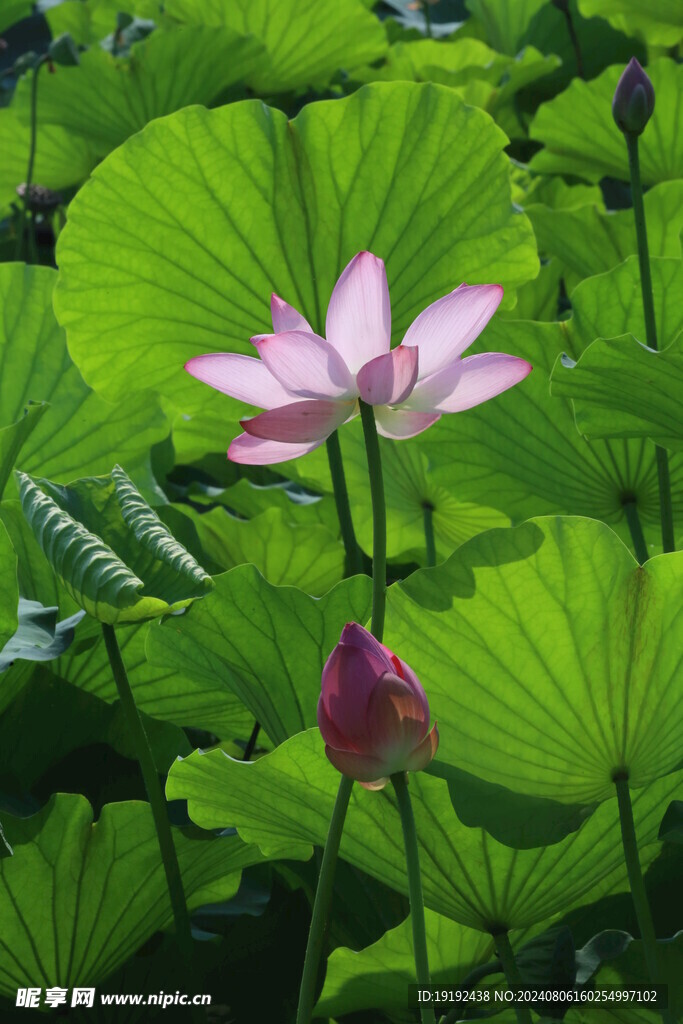 荷花荷叶  