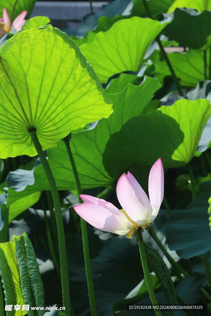 荷花荷叶  