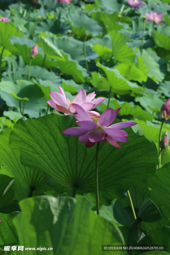 荷花荷叶  