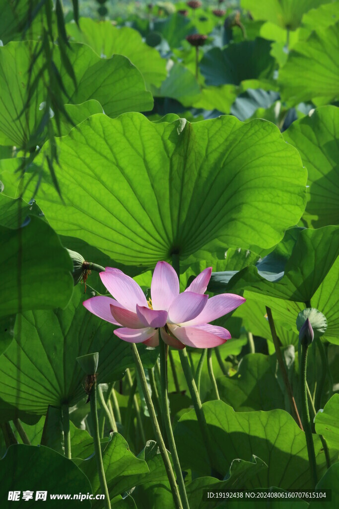 荷花荷叶 