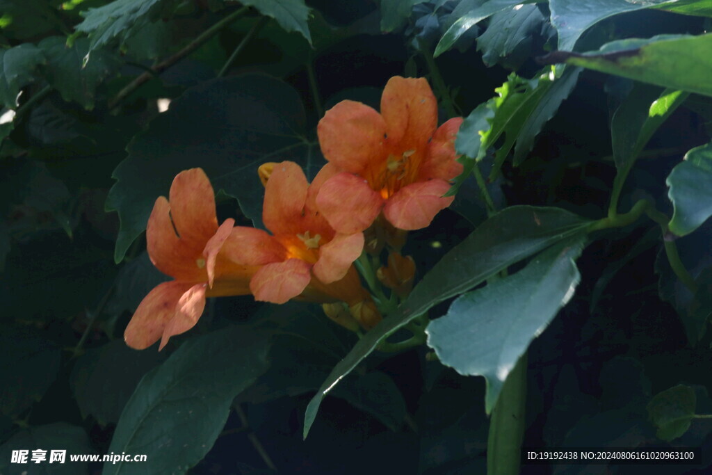 凌霄花 