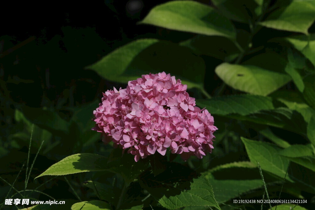 绣球花 