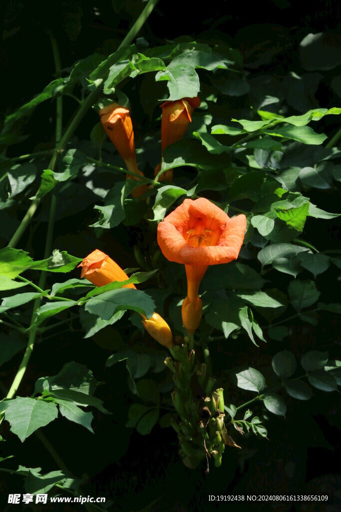 凌霄花 