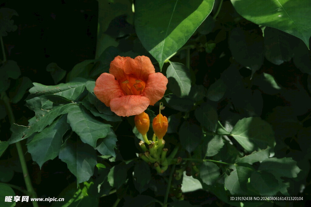 凌霄花 