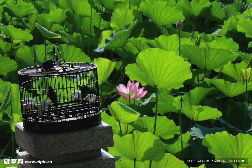荷花荷叶  