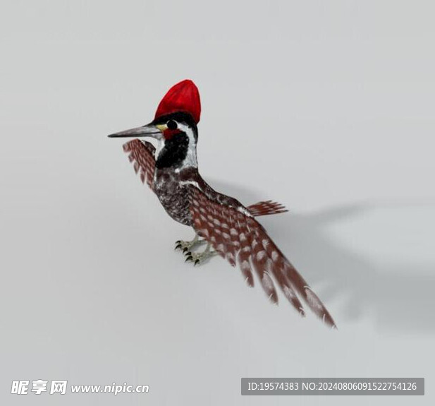 C4D模型 鸟 