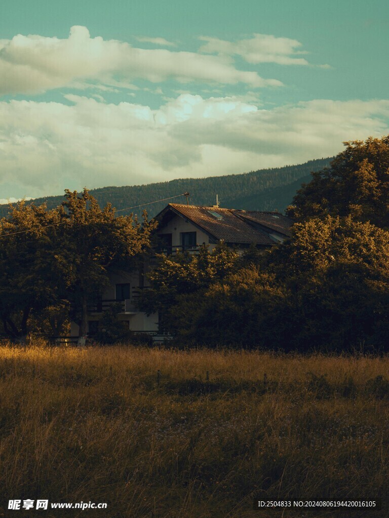 树林
