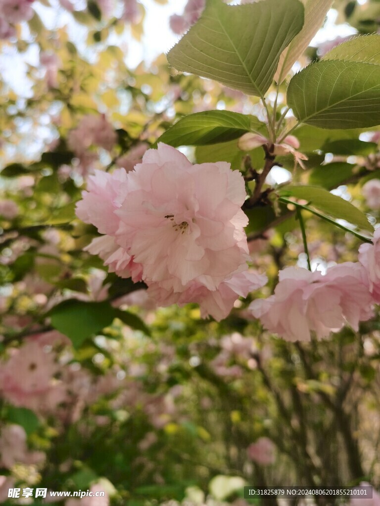 樱花
