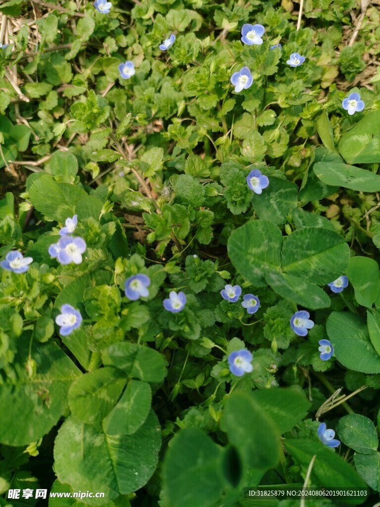 阿拉伯婆婆纳