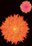花