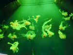 鸡蛋水母