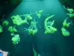 鸡蛋水母