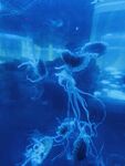 水母