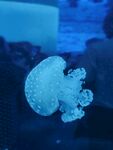 水母