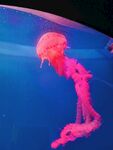 水母