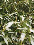 下雪的竹子