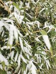 雪竹