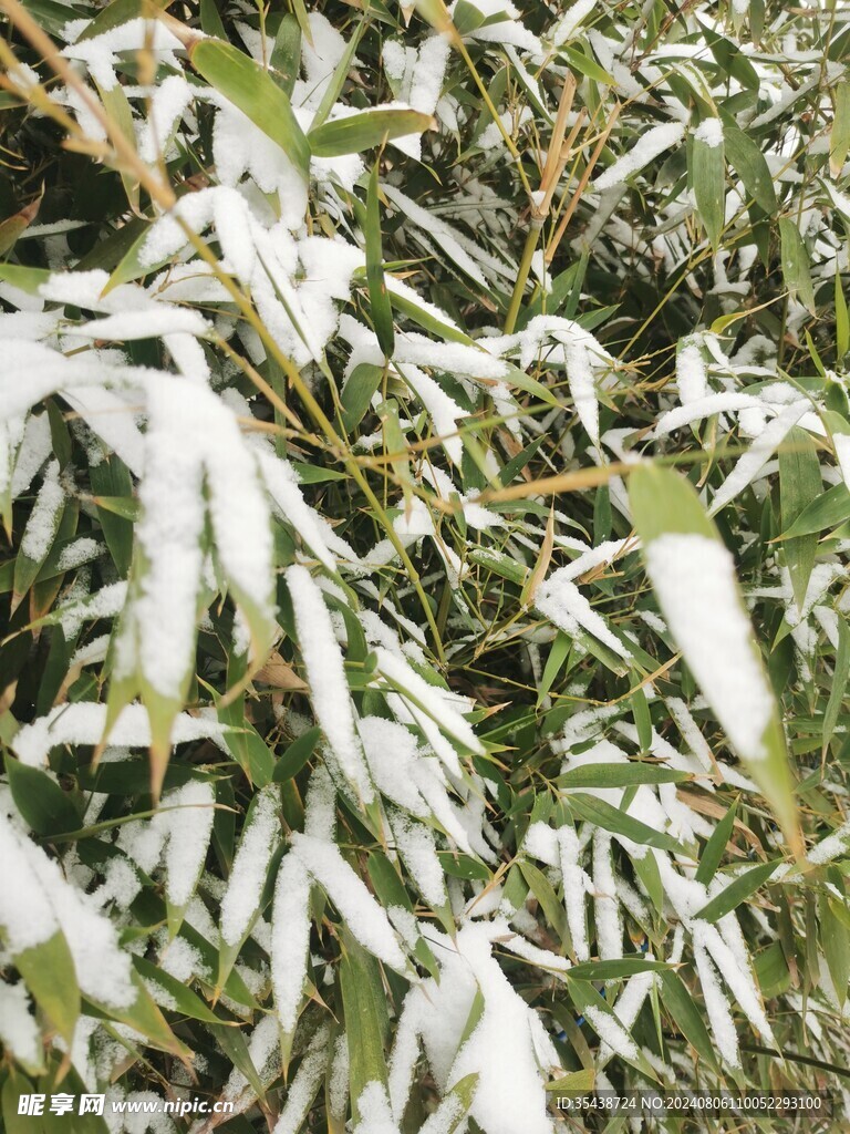 雪竹
