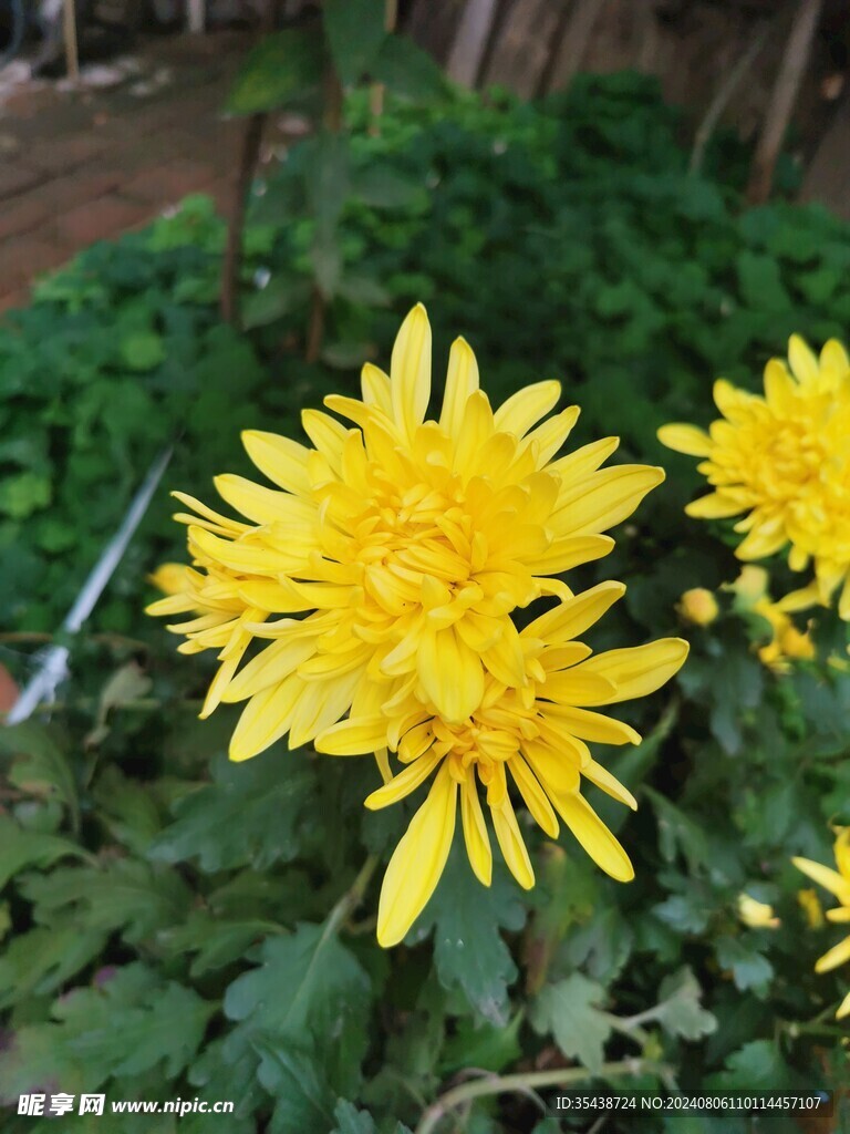 菊花