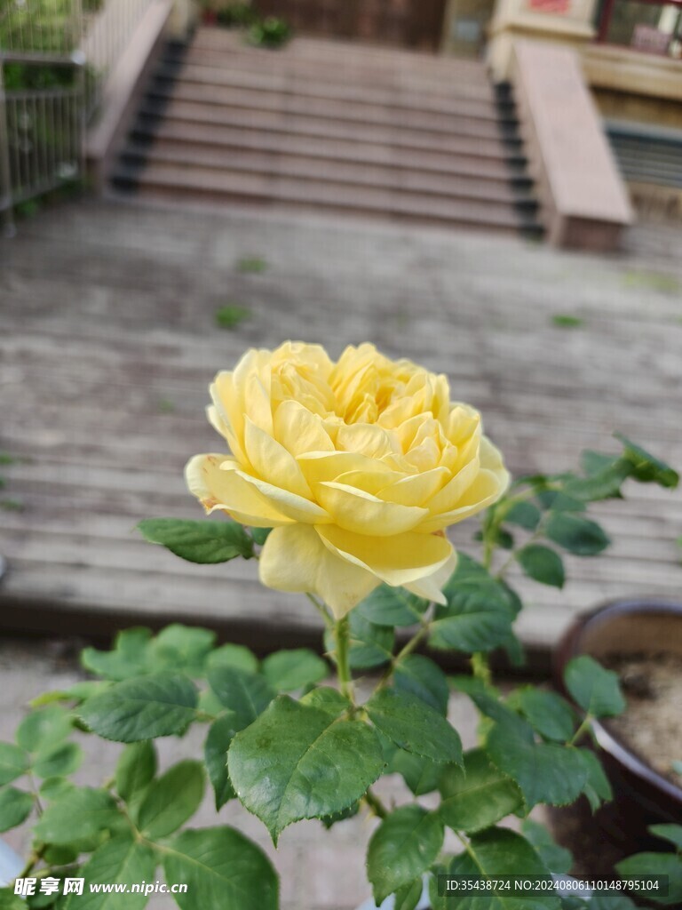 月季花