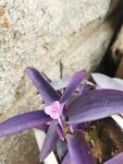 紫蜻蜓花