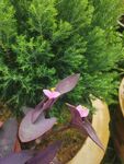 紫蜻蜓花