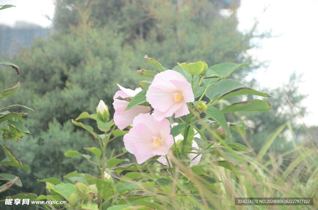 芙蓉葵