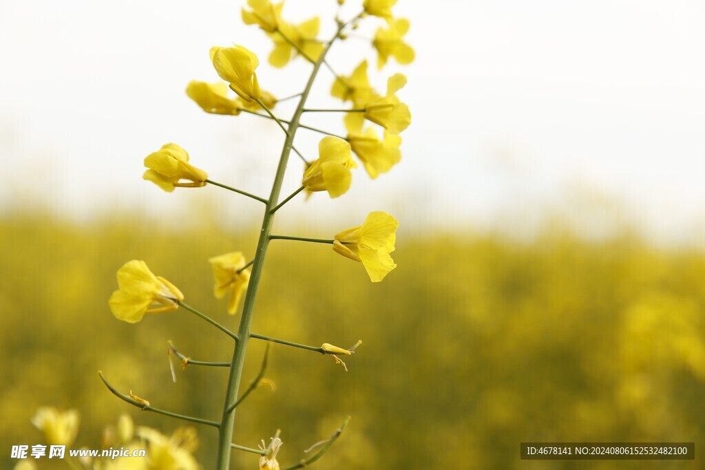 油菜花