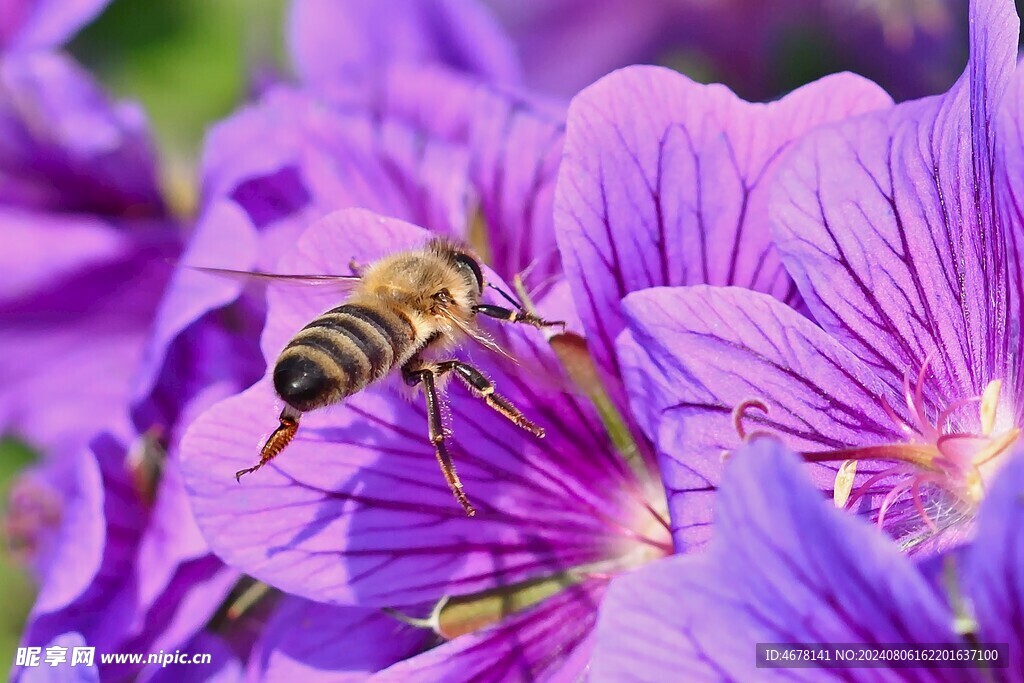 蜜蜂