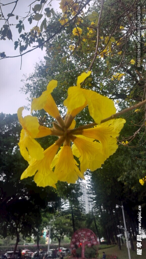 风铃花 黄花风铃 黄色花 春天