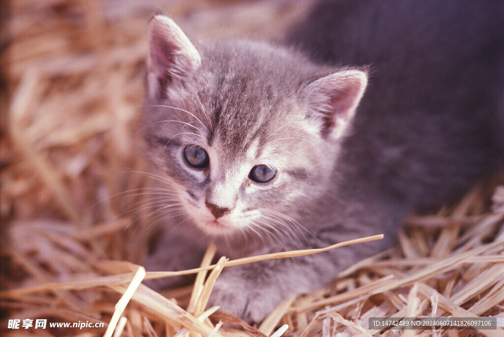 小猫