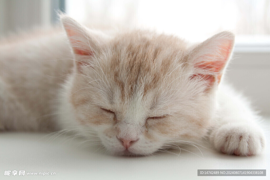 小猫