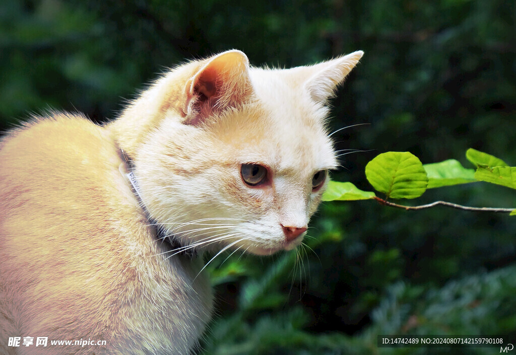 小猫