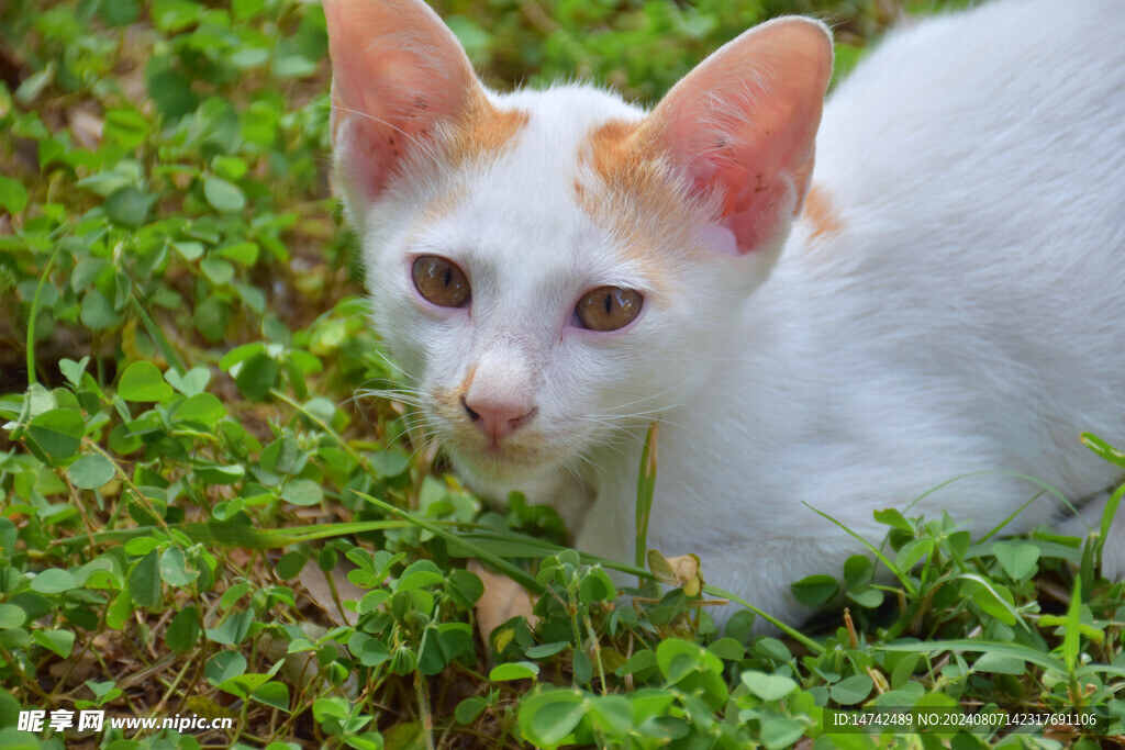 小猫