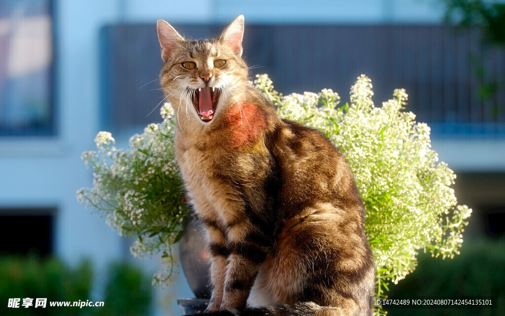 小猫