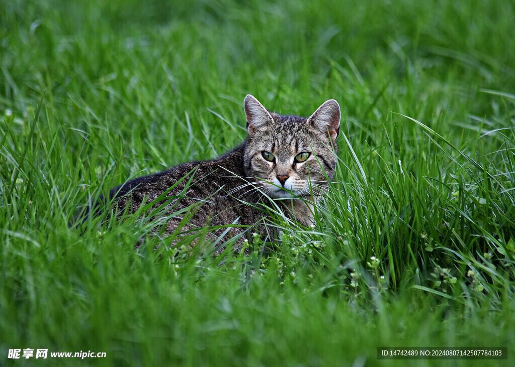 小猫