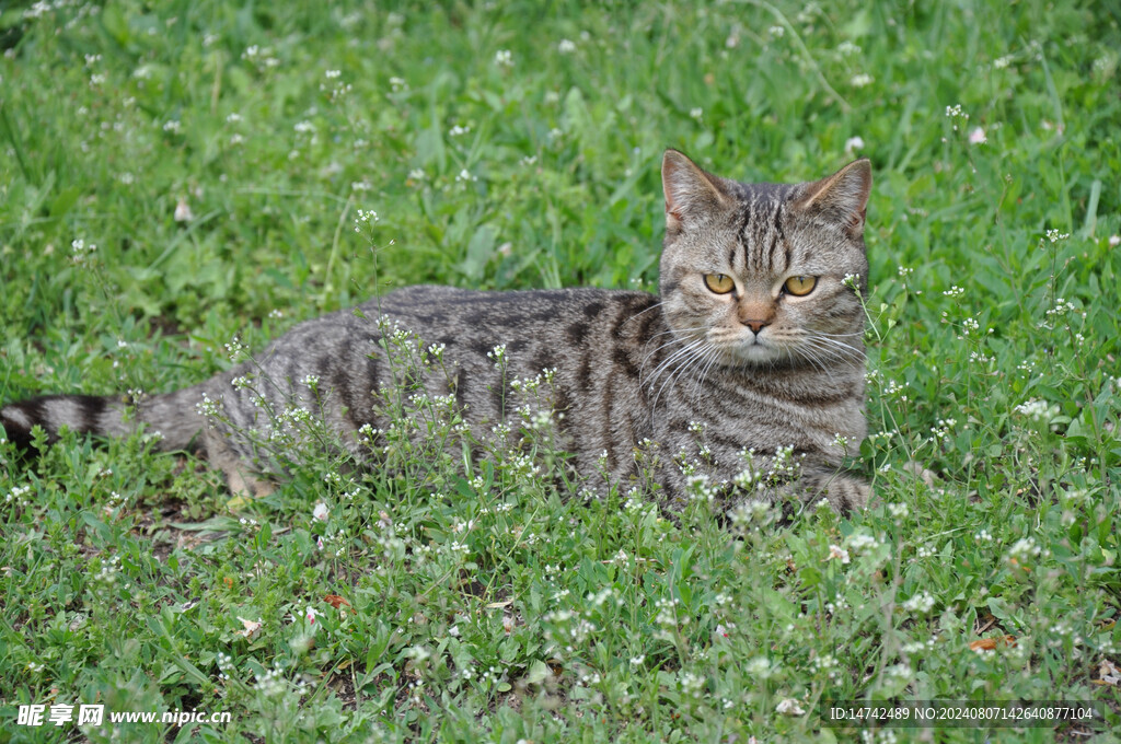 宠物猫