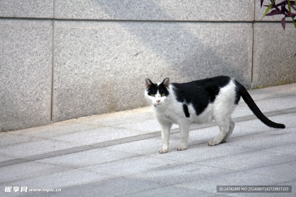 宠物猫