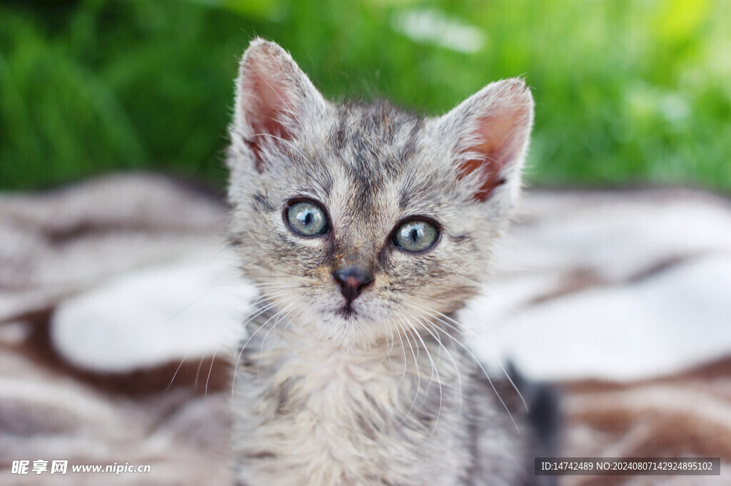 猫