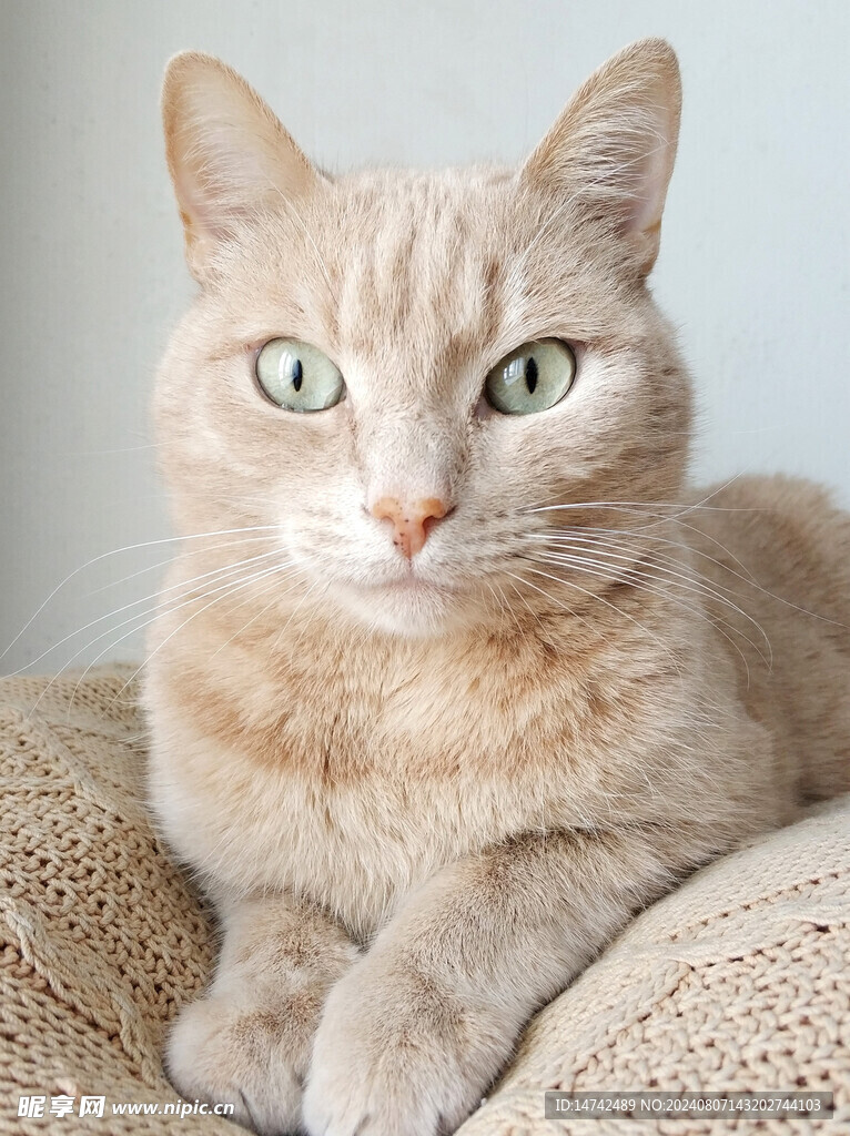 猫咪