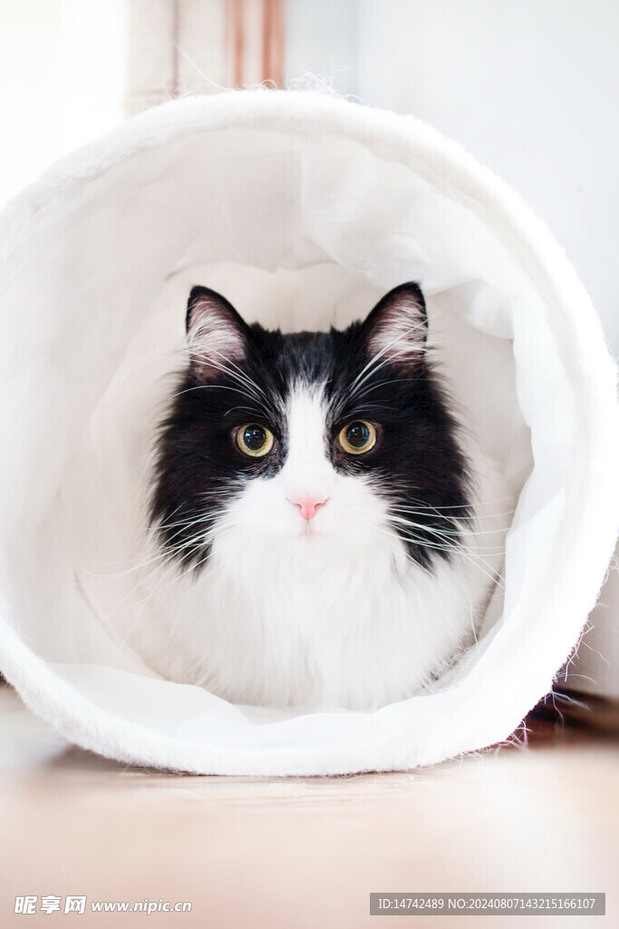 猫咪