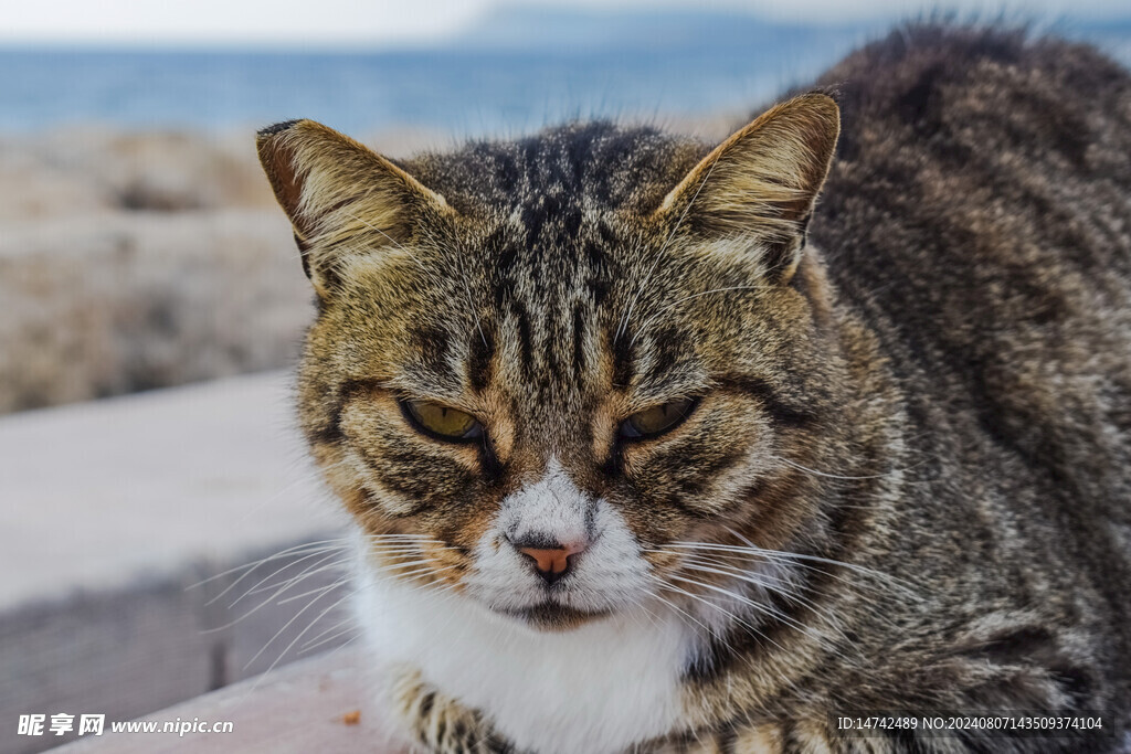 猫咪