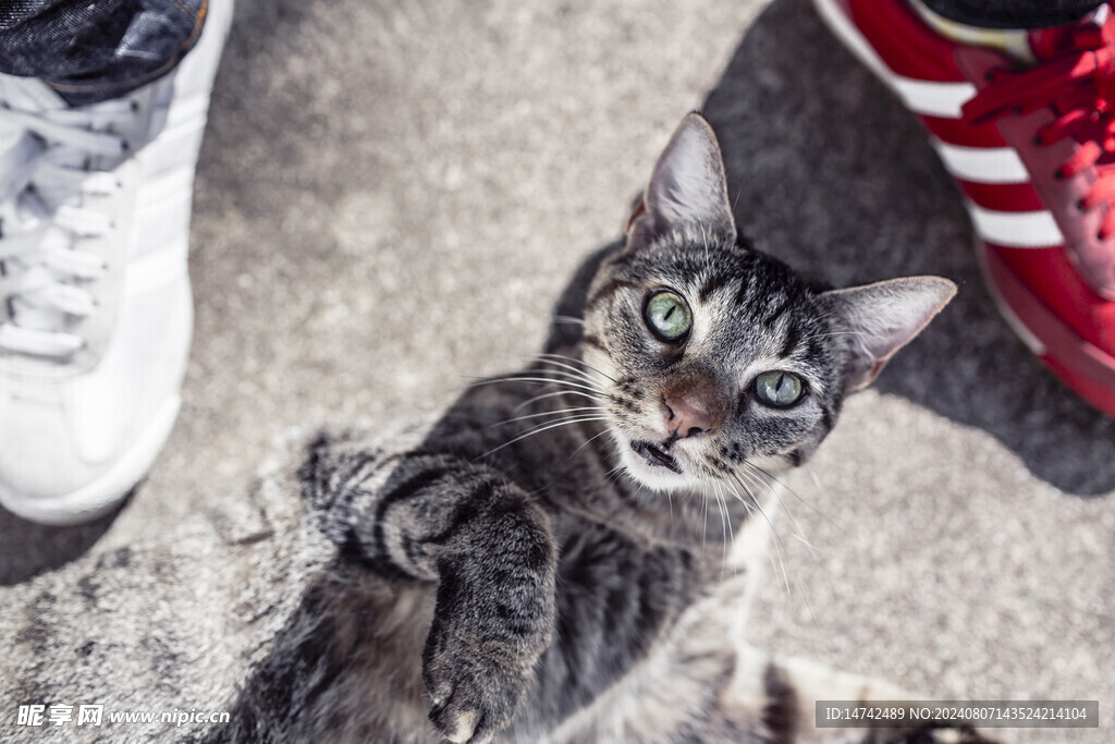 猫咪