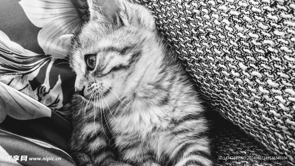 猫咪